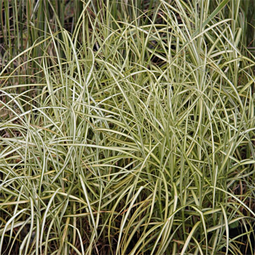 Carex muskingumensis Silberstreif - Laîche d'Amérique (Foliage)
