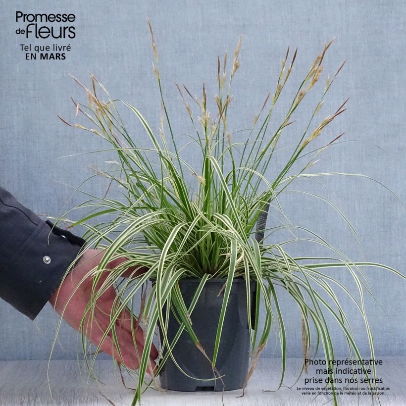 Example of Carex oshimensis Evercream - Laîche d'Oshima Pot de 2L/3L as you get in printemps