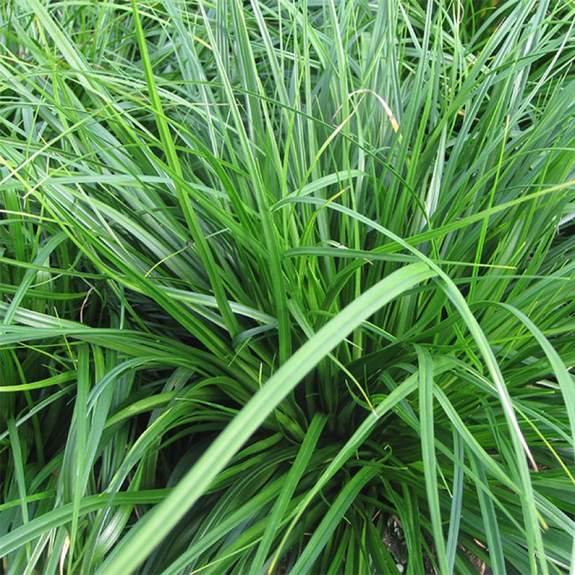Carex oshimensis Evergreen - Laîche d'Oshima  (Foliage)