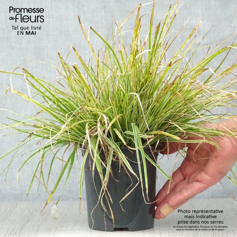 Example of Carex oshimensis Everest® - Laîche d'Oshima Pot de 2L/3L as you get in printemps