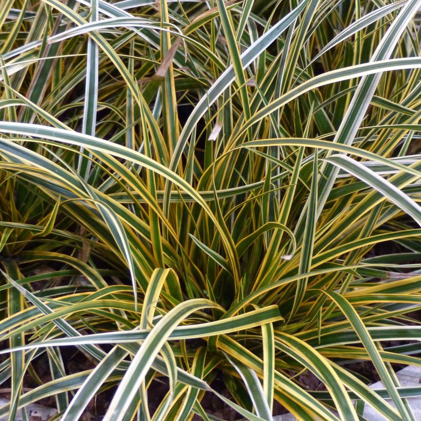 Carex oshimensis Everglow - Laîche d'Oshima (Foliage)