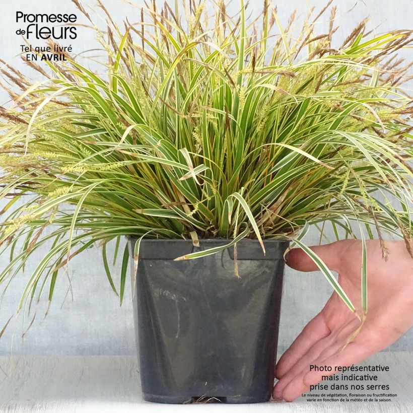 Example of Carex oshimensis Everglow - Laîche d'Oshima Pot de 1,5L/2L as you get in printemps