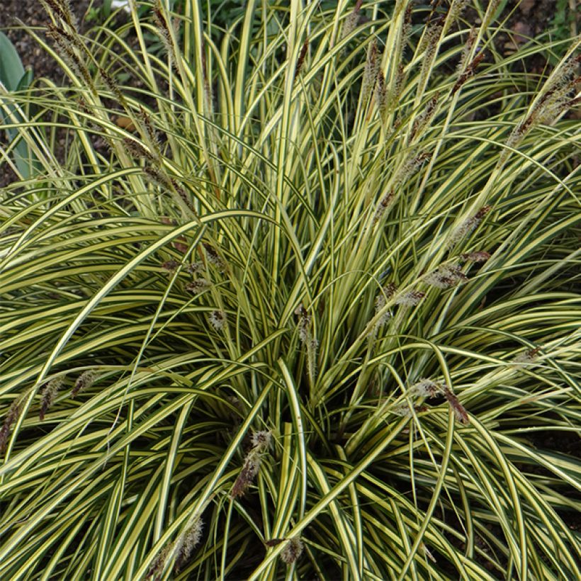 Carex oshimensis Evergold  (Flowering)