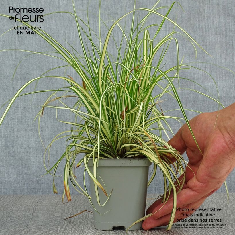 Example of Carex oshimensis Evergold  Godet de 8/9 cm as you get in printemps