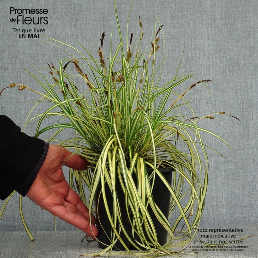 Example of Carex oshimensis Evergold  Pot de 2L/3L as you get in printemps
