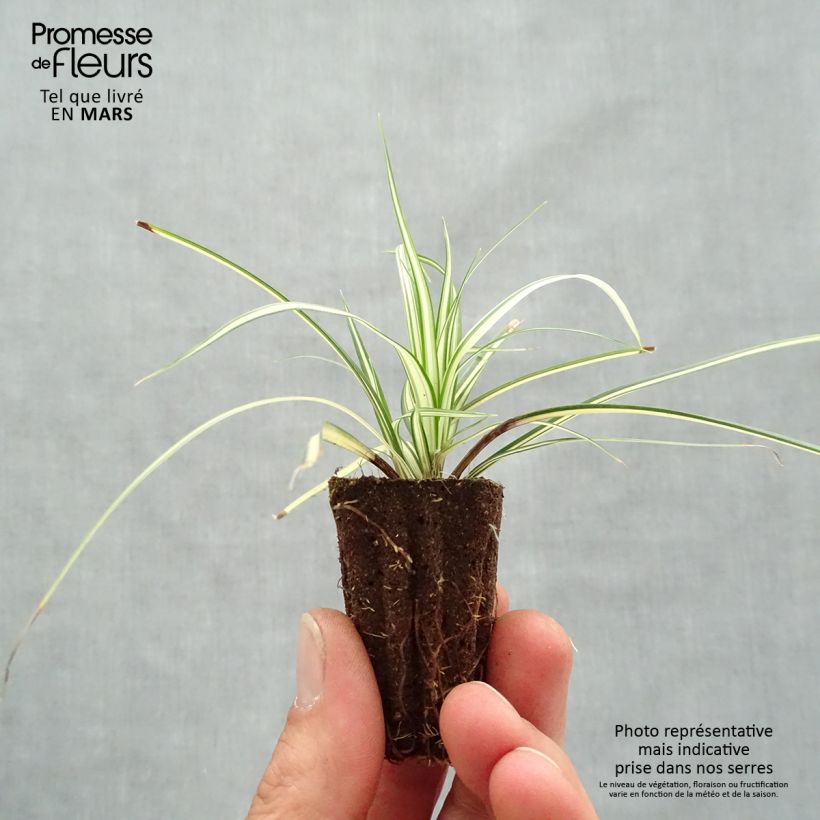 Example of Carex oshimensis Evergold  Mini-motte Ø 3/4 cm as you get in printemps