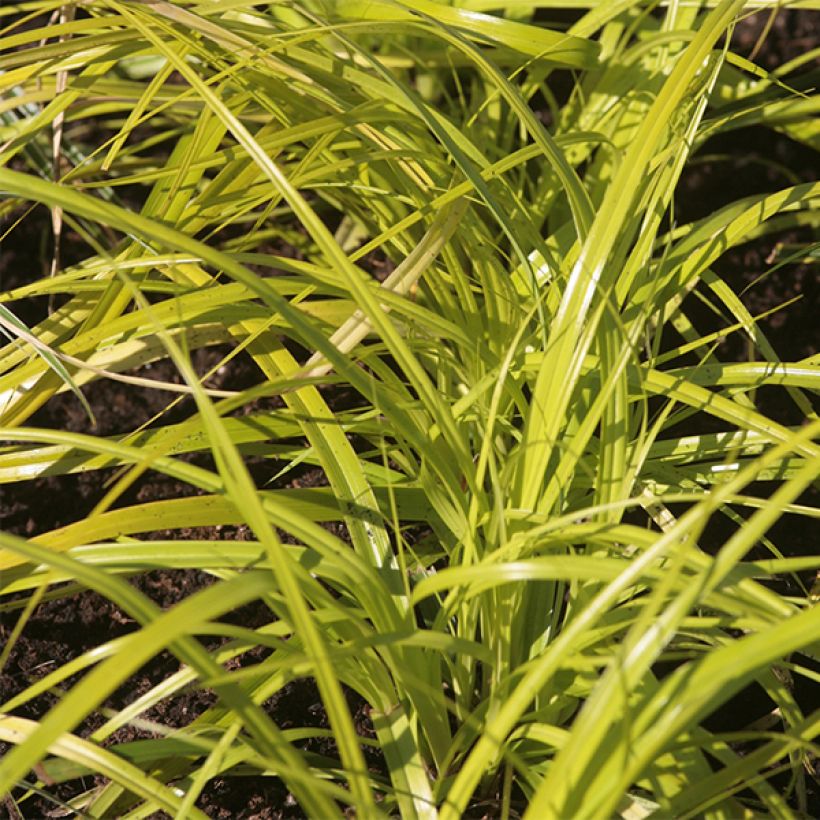 Carex oshimensis Everillo - Laîche d'Oshima (Foliage)