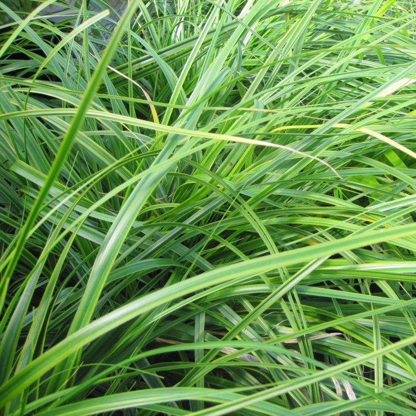 Carex oshimensis Everlime - Laîche d'Oshima  (Foliage)