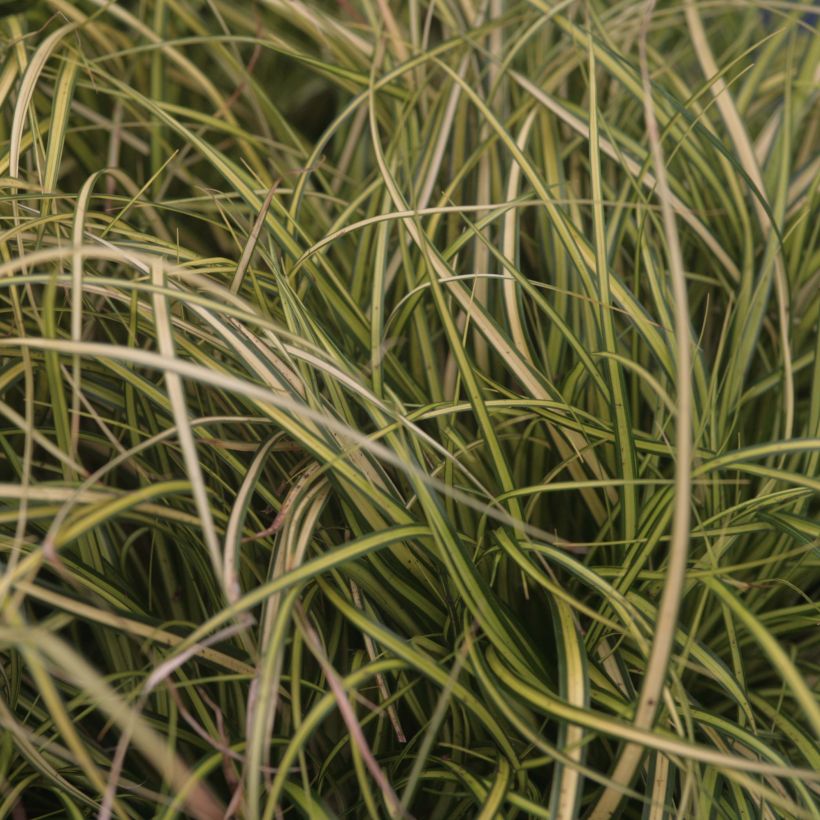 Carex oshimensis Eversheen - Laîche d'Oshima (Foliage)