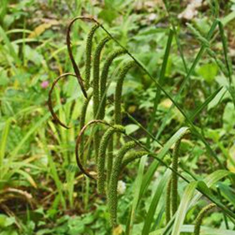Carex pendula - Laîche pendante (Flowering)