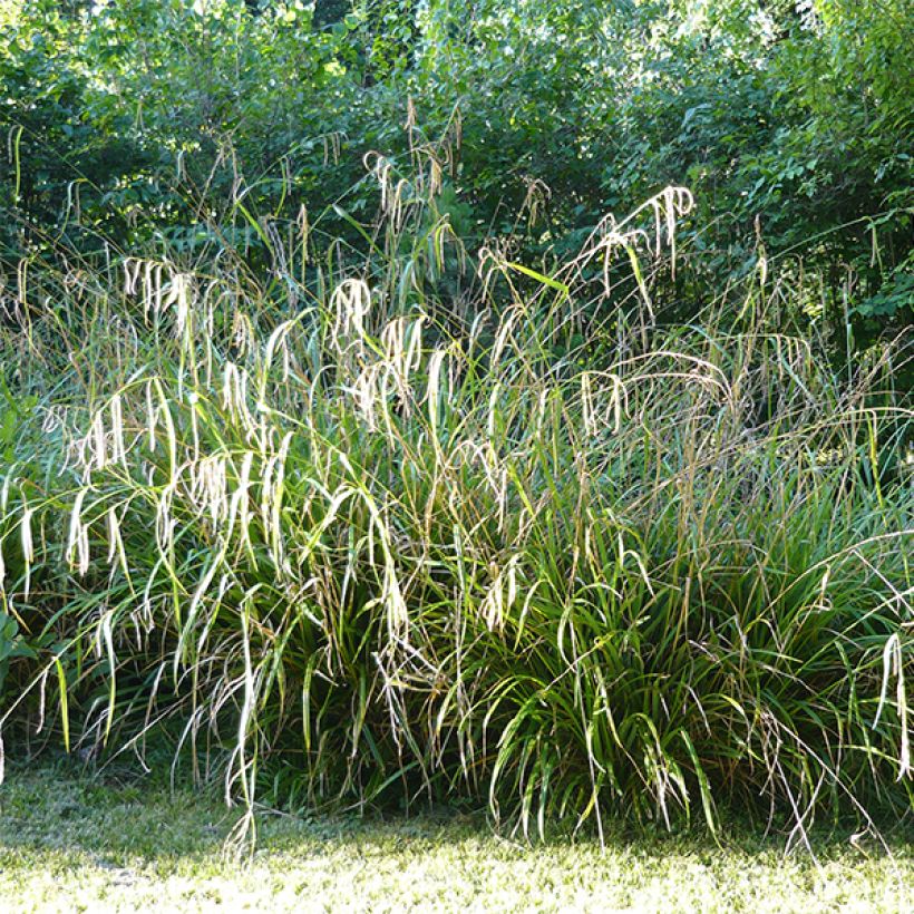 Carex pendula - Laîche pendante (Plant habit)