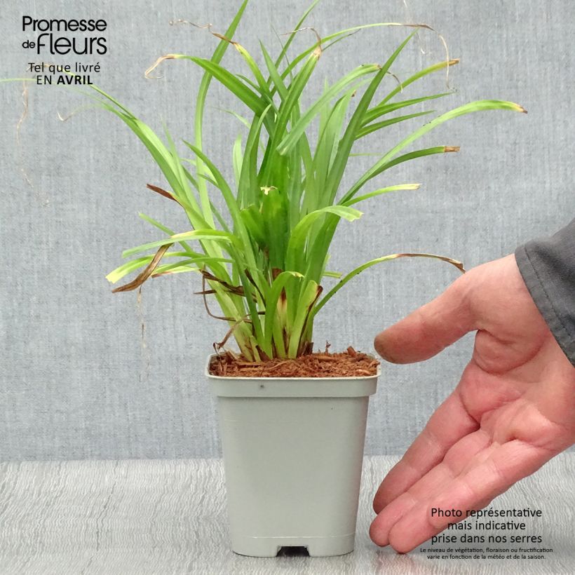 Example of Carex pendula - Laîche pendante Godet de 8/9 cm as you get in printemps