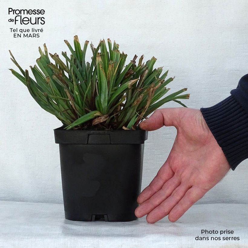 Example of Carex pendula - Laîche pendante Pot de 2L/3L as you get in printemps