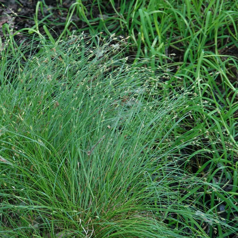 Carex remota - Laîche espacée (Plant habit)