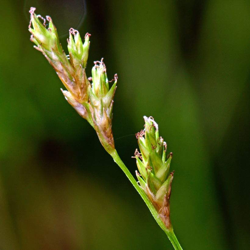 Carex remota - Laîche espacée (Flowering)