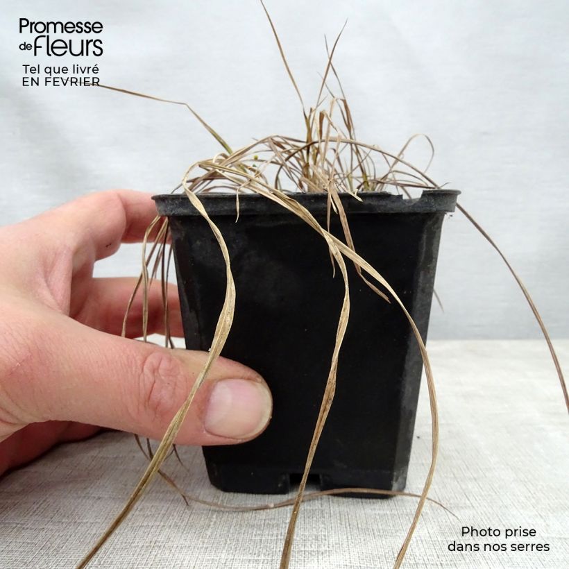 Spécimen de Carex riparia Variegata - Laîche des rives panachée Godet de 8/9 cm tel que livré en hiver