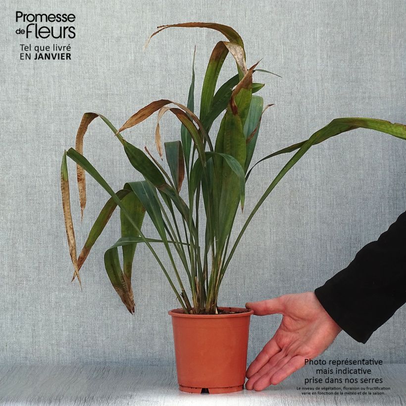 Spécimen de Carex scaposa - Laîche de Chine Pot de 1L/1,5L tel que livré en hiver