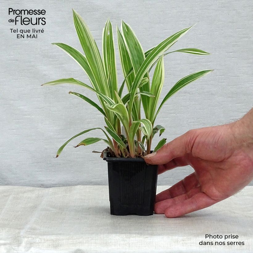 Spécimen de Carex siderosticha Variegata - Laîche Godet de 8/9 cm tel que livré au printemps