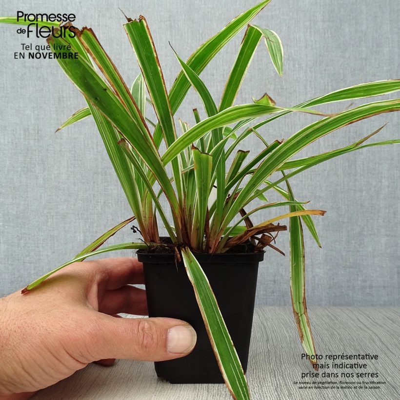 Spécimen de Carex siderosticta Variegata - Laîche Godet de 8/9 cm tel que livré en automne