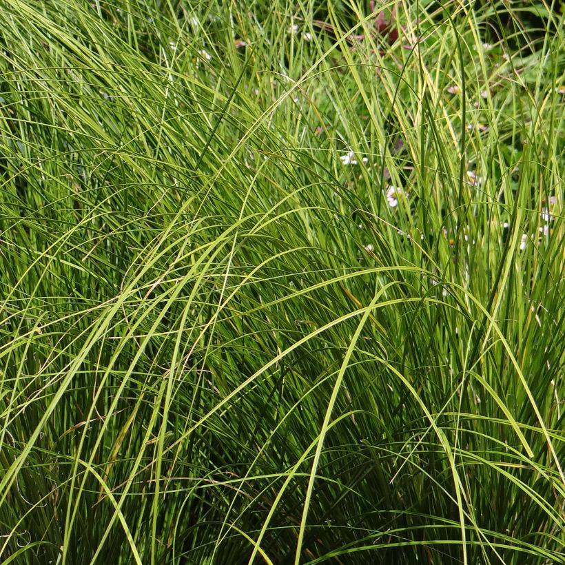 Carex testacea Lime Shine - Laîche (Foliage)