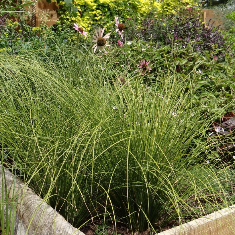 Carex testacea Lime Shine - Laîche (Plant habit)