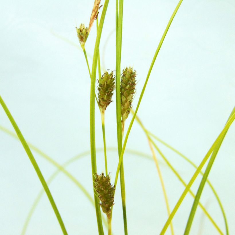 Carex testacea Lime Shine - Laîche (Flowering)