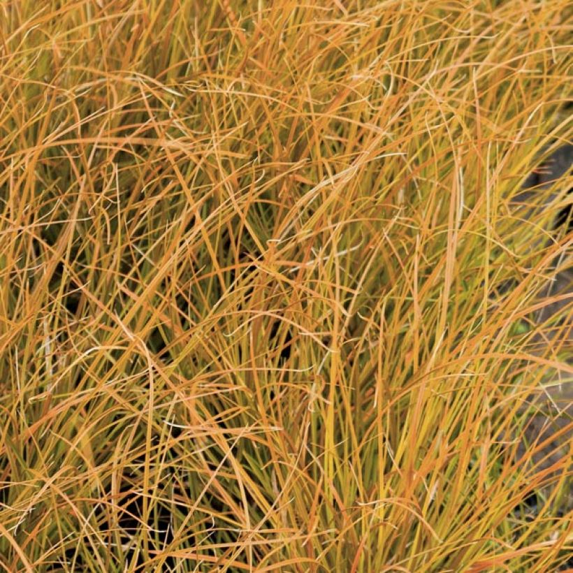 Carex testacea Prairie Fire - Laîche orange (Foliage)