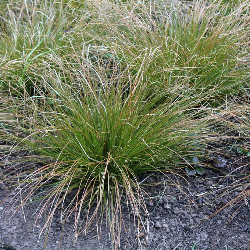 Carex testacea Prairie Fire - Laîche orange (Plant habit)