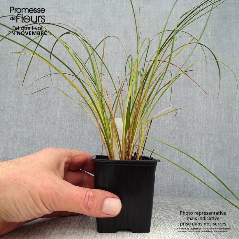 Spécimen de Carex testacea Prairie Fire - Laîche orange Godet de 8/9 cm tel que livré en automne
