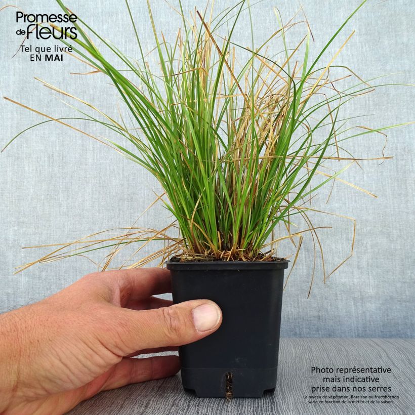 Example of Carex testacea Prairie Fire - Laîche orange Godet de 8/9 cm as you get in printemps
