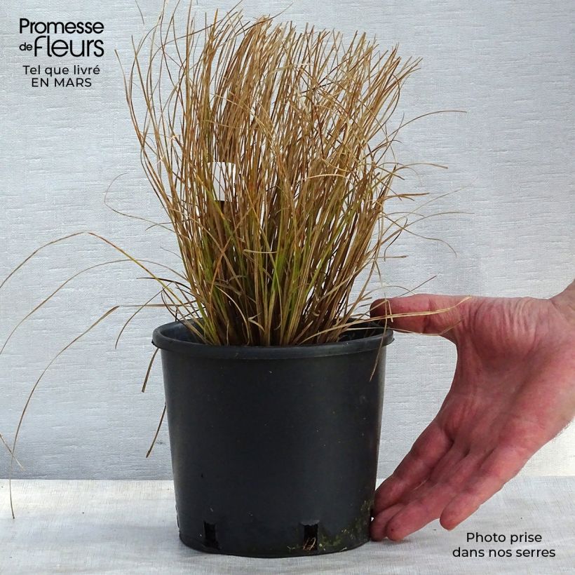 Example of Carex testacea Prairie Fire - Laîche orange Pot de 2L/3L as you get in printemps