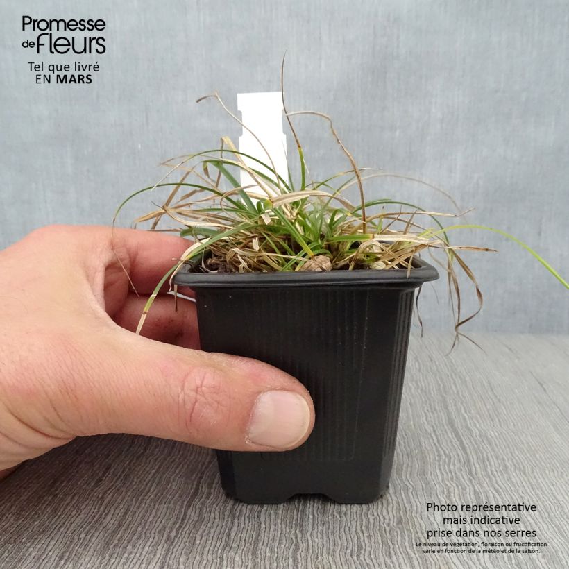 Spécimen de Carex umbrosa - Laîche des ombrages Godet de 8/9 cm tel que livré au printemps