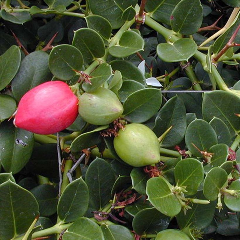 Carissa macrocarpa - Prunier du Natal (Foliage)