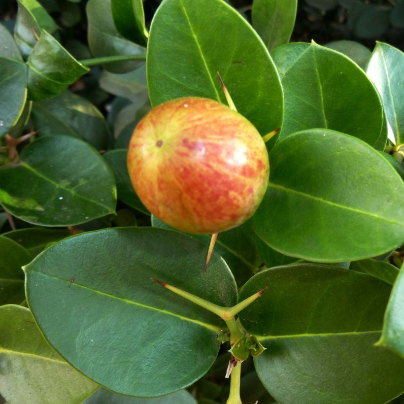 Carissa macrocarpa - Prunier du Natal (Harvest)