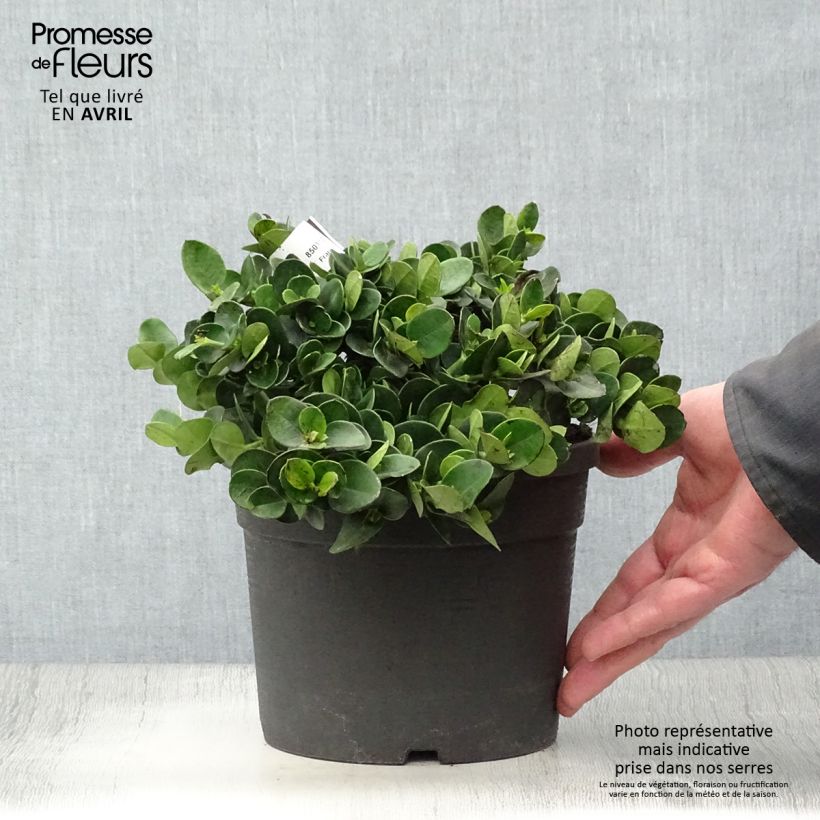 Example of Carissa macrocarpa - Prunier du Natal Pot de 2L/3L as you get in printemps