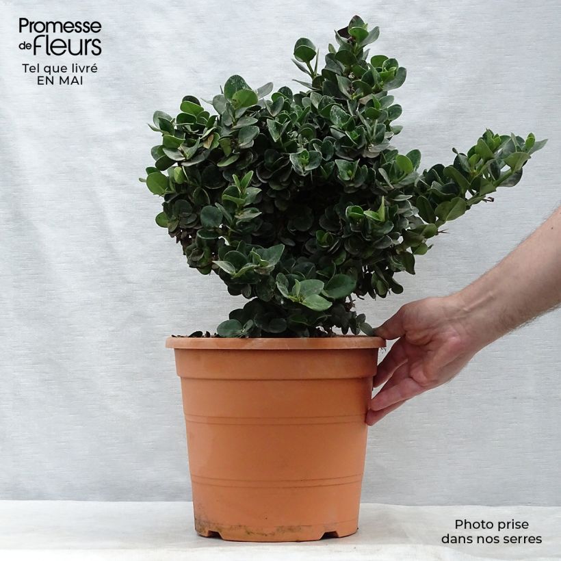 Example of Carissa macrocarpa - Prunier du Natal Pot de 7,5L/10L as you get in printemps