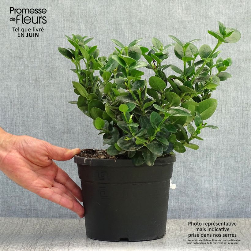 Spécimen de Carissa macrocarpa prostrata - Prunier du Natal Pot de 3L/4L tel que livré en été