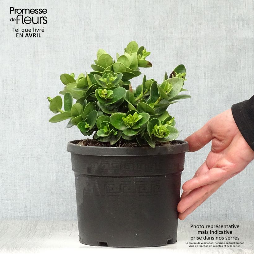 Example of Carissa macrocarpa prostrata - Prunier du Natal Pot de 3L/4L as you get in printemps