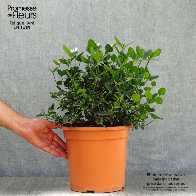 Spécimen de Carissa macrocarpa prostrata - Prunier du Natal Pot de 7,5L/10L tel que livré en été