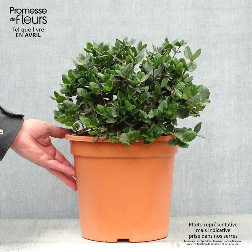 Example of Carissa macrocarpa prostrata - Prunier du Natal Pot de 7,5L/10L as you get in printemps