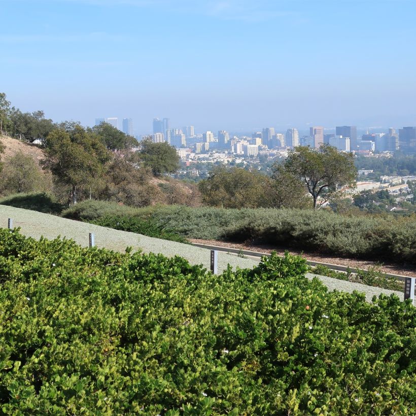 Carissa macrocarpa prostrata - Prunier du Natal (Plant habit)