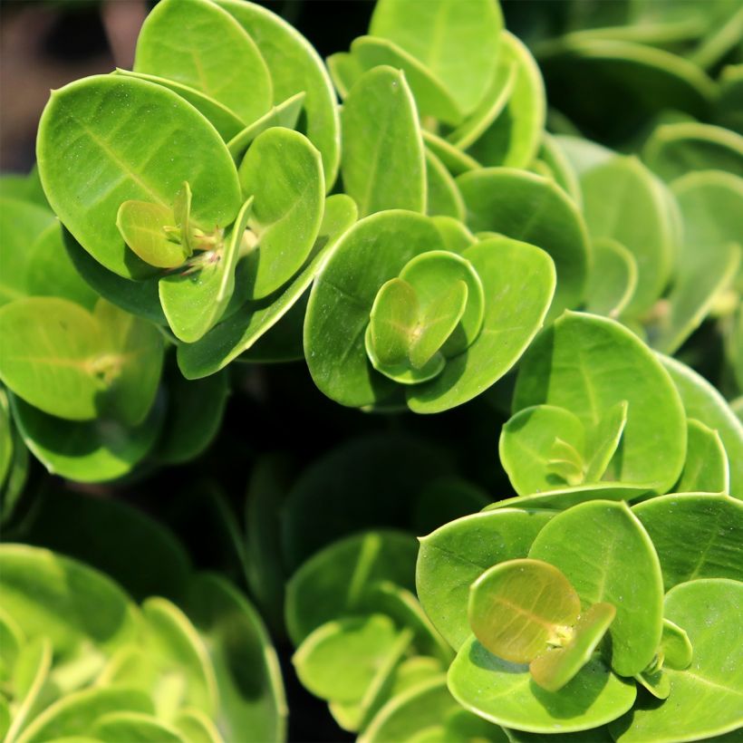 Carissa macrocarpa prostrata - Prunier du Natal (Foliage)