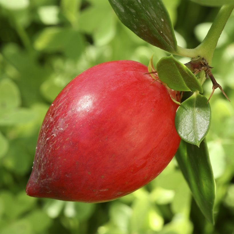 Carissa macrocarpa prostrata - Prunier du Natal (Harvest)