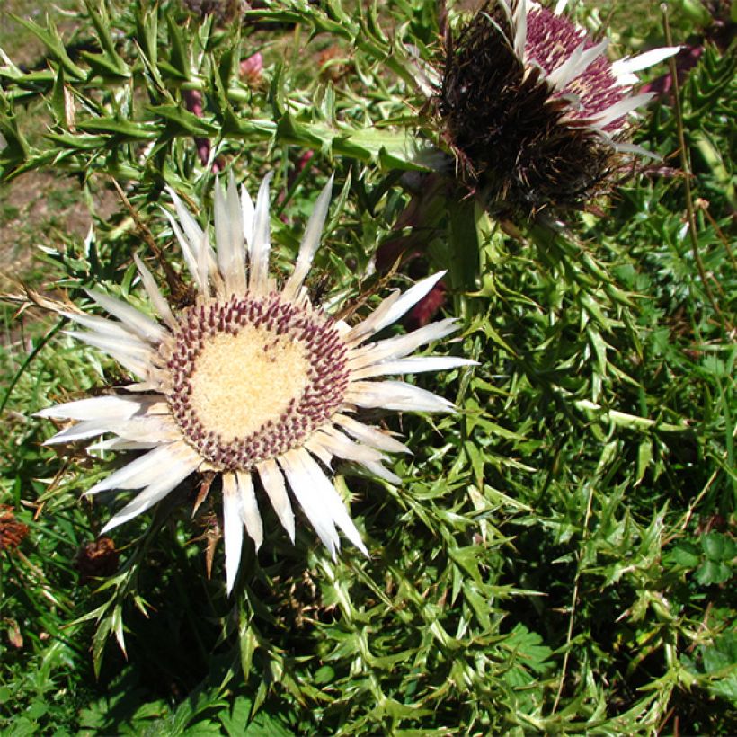 Carlina acaulis ssp. simplex Bronze - Carline des Alpes (Flowering)