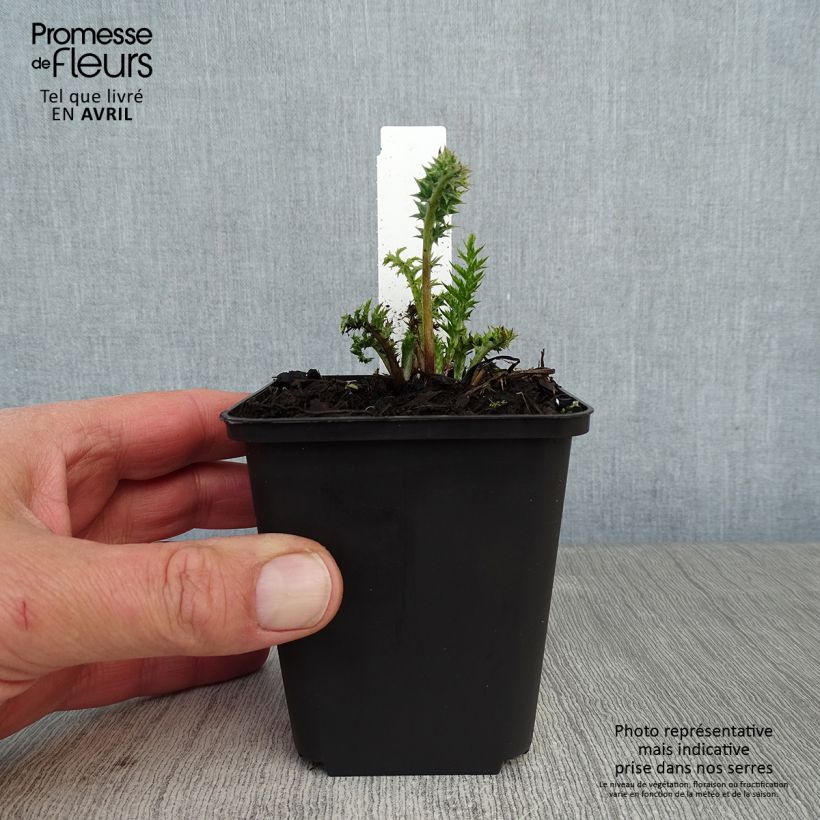 Example of Carlina acaulis ssp. simplex Bronze - Carline des Alpes Godet de 8/9 cm as you get in printemps