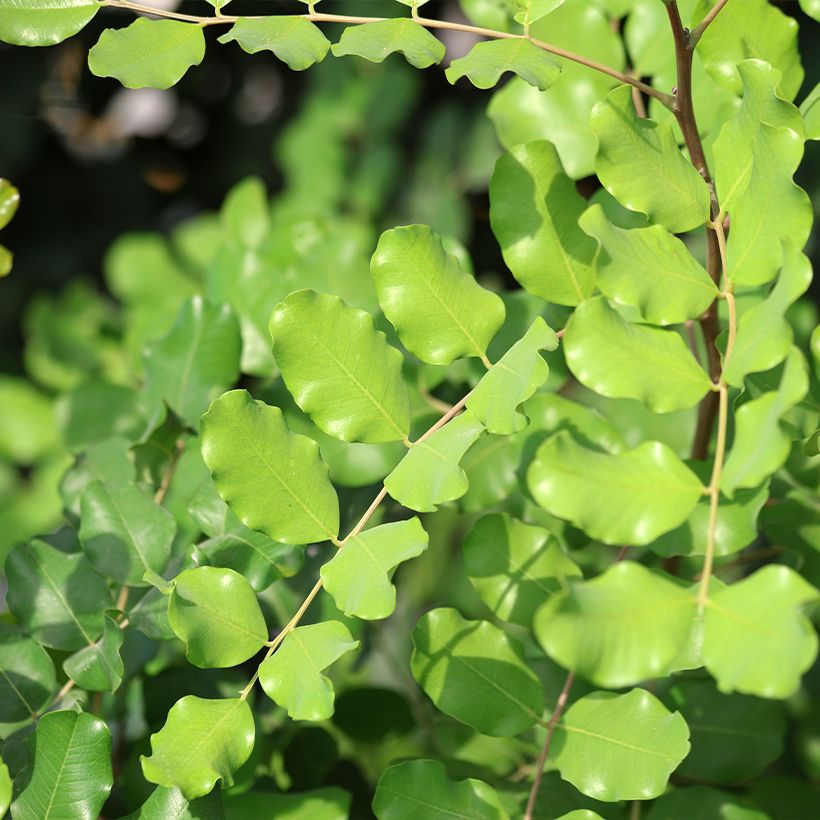Caroubier - Ceratonia siliqua (Foliage)