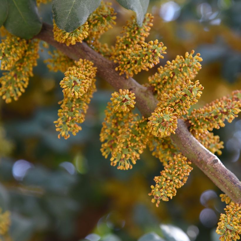 Caroubier - Ceratonia siliqua (Flowering)