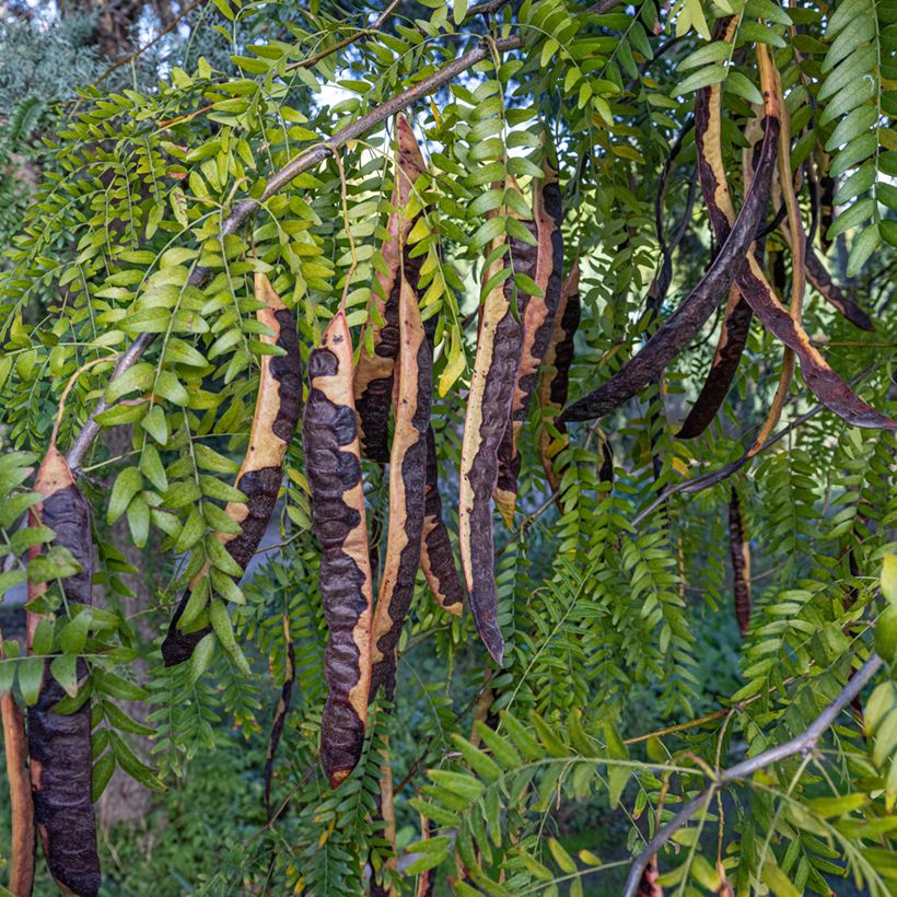 Caroubier - Ceratonia siliqua (Harvest)