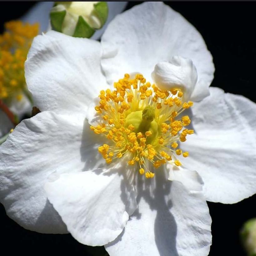Carpenteria californica Bodnant - Carpentière de Californie (Flowering)