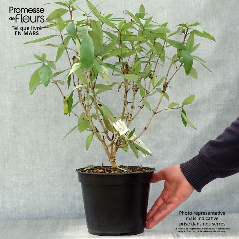 Example of Carpenteria californica Bodnant - Carpentière de Californie Pot de 3L/4L as you get in printemps